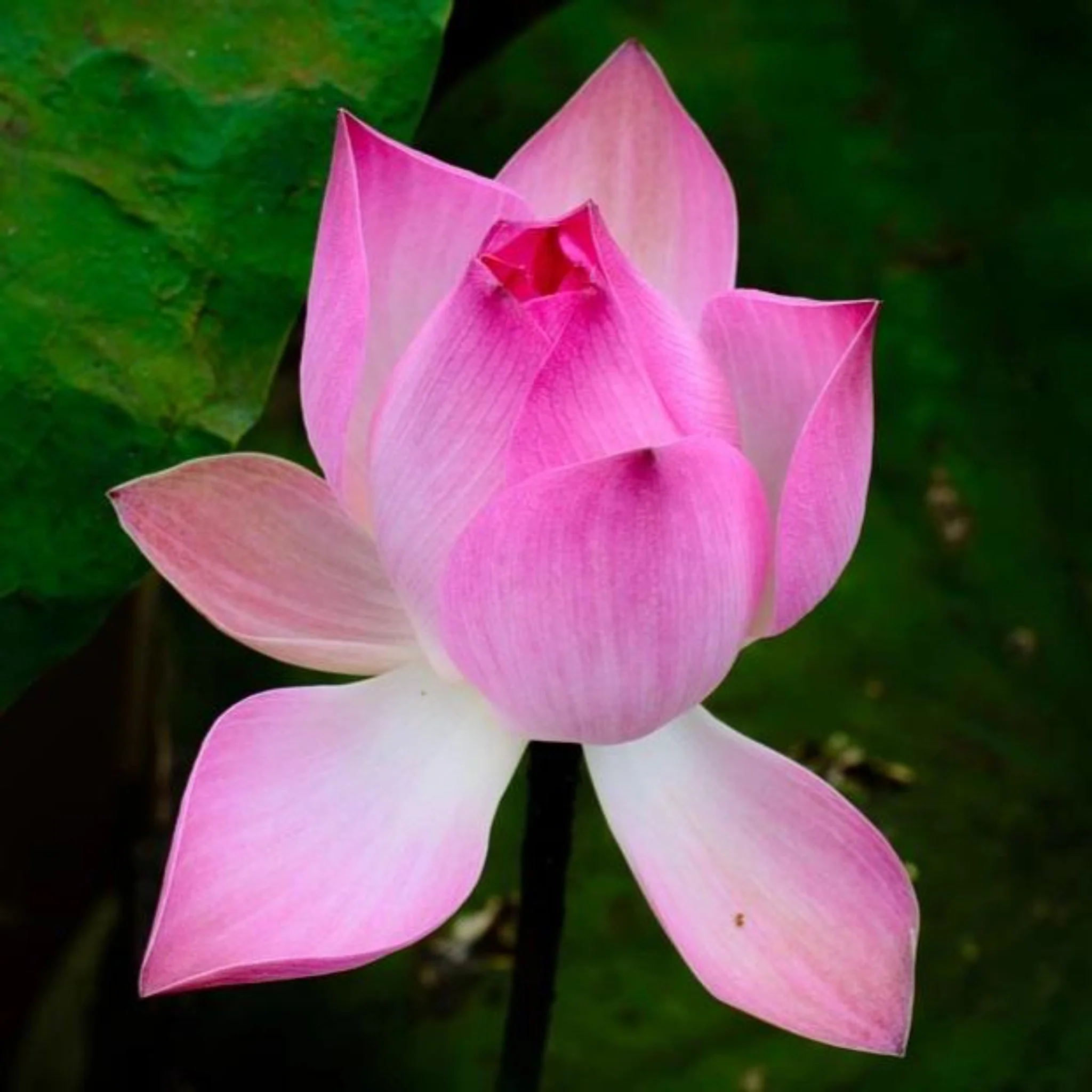 Inspired by Black Orchid - No.10 - Image 5
