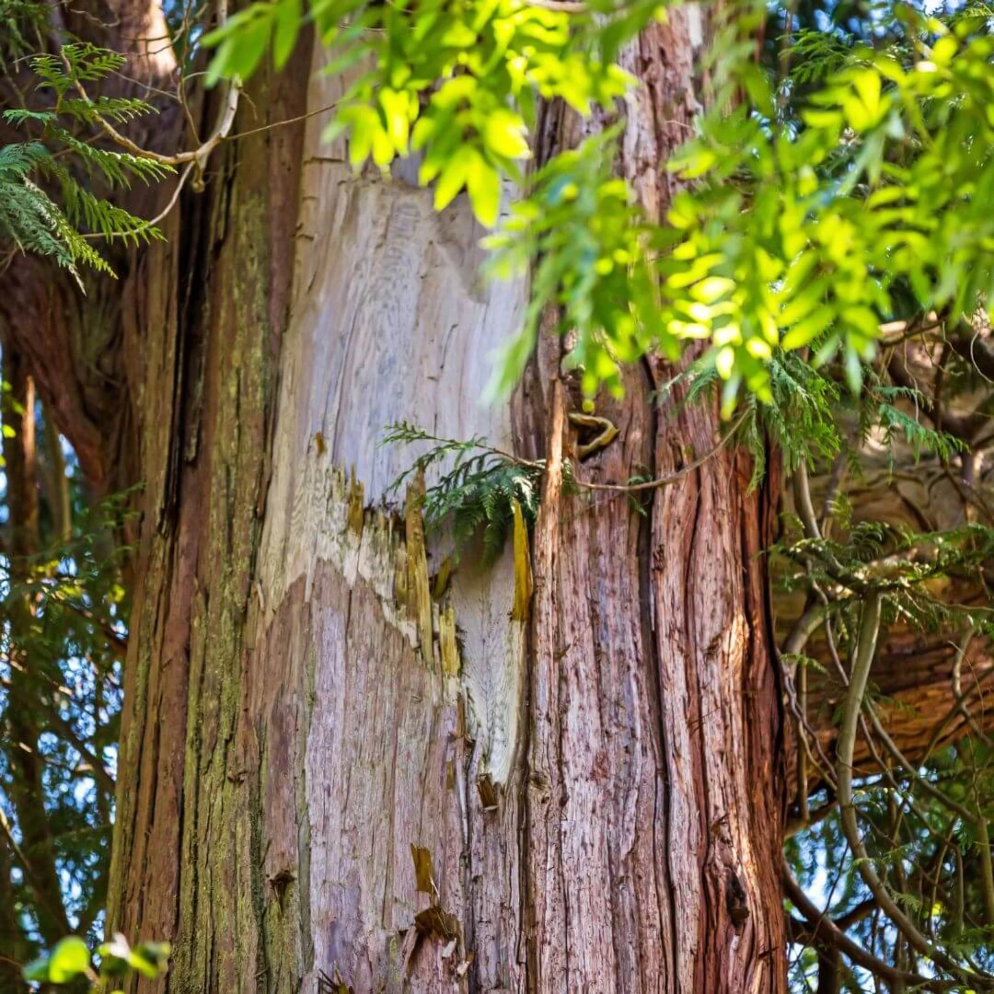 Inspired by Eucalyptus 20 - No.30 (NEW) - Image 6