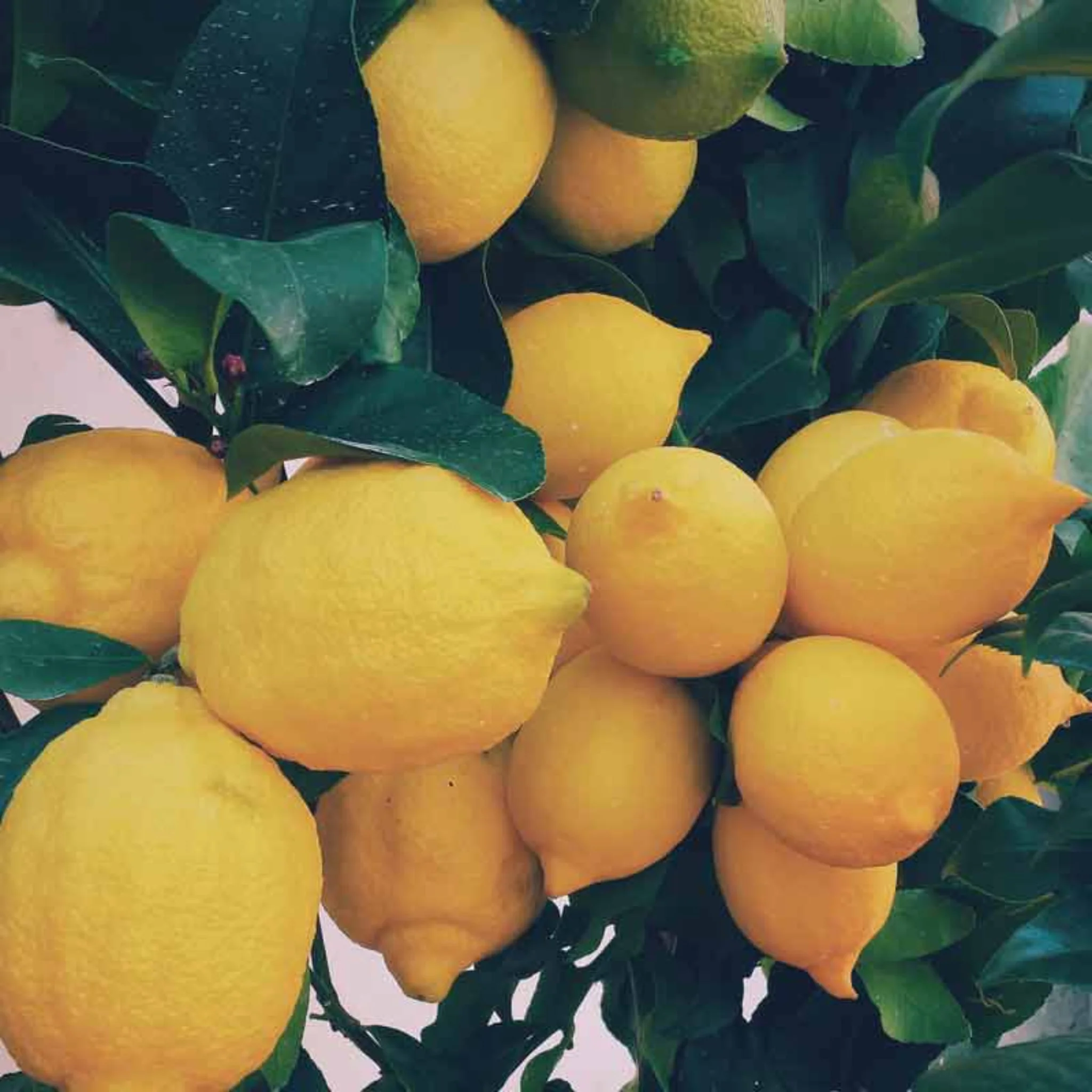 Inspired by Neroli Portofino - No.3 - Image 4