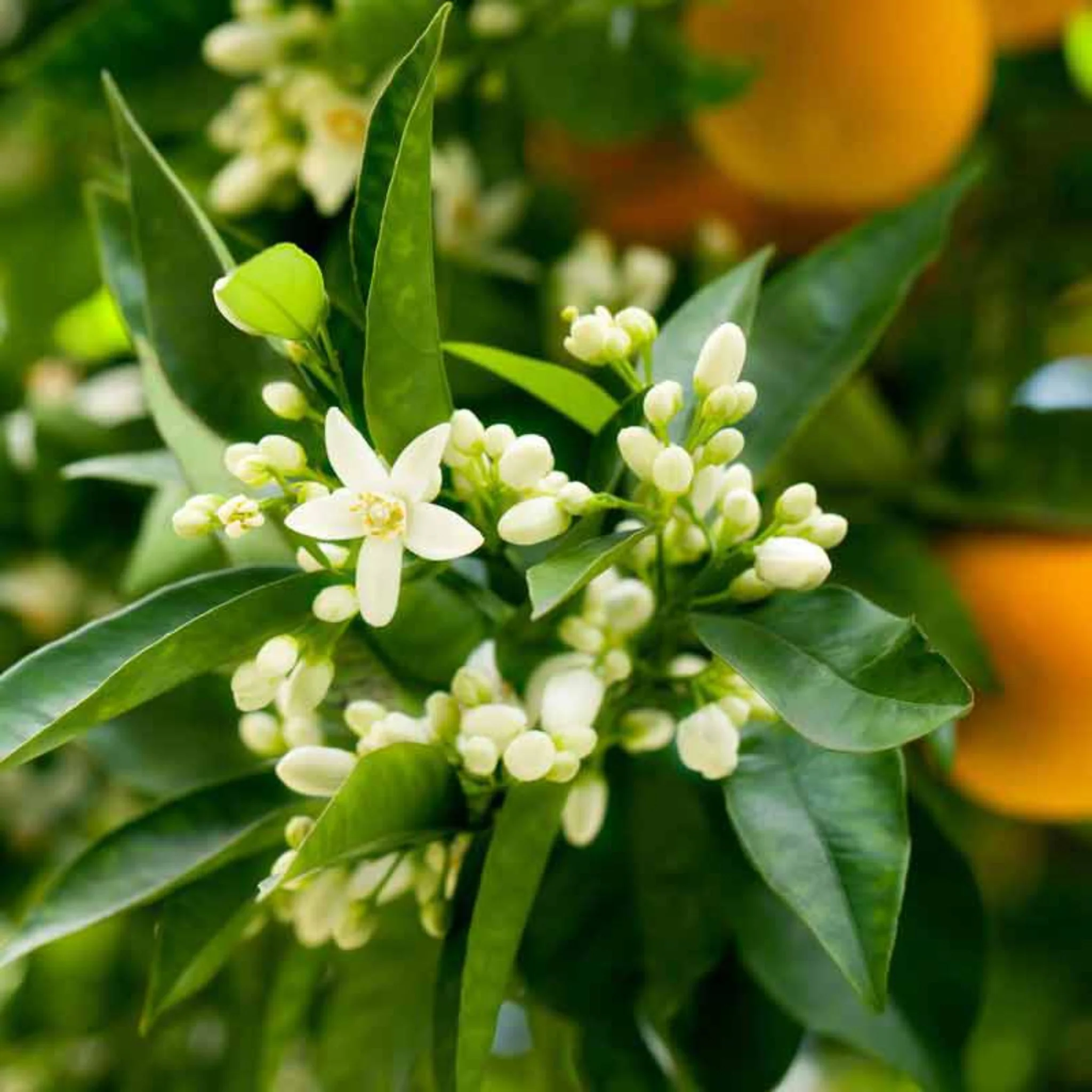 Inspired by Neroli Portofino - No.3 - Image 5