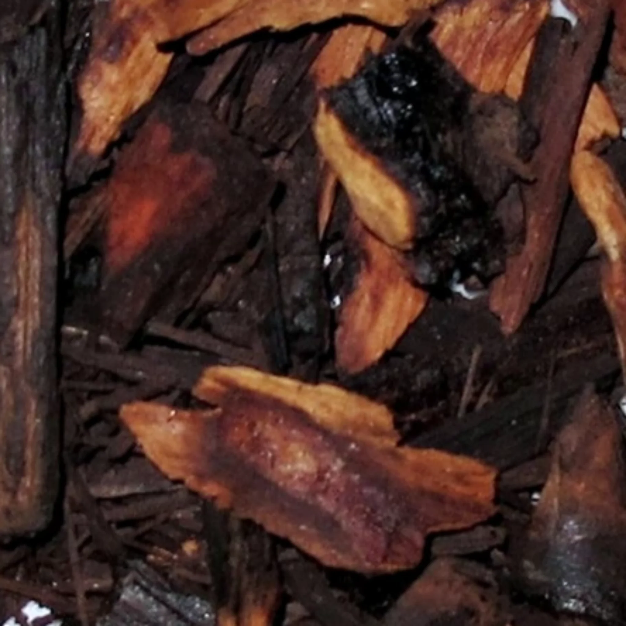 Inspired by Oud Wood - No.17 - Image 4